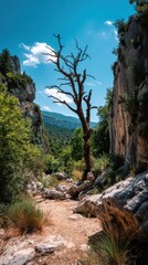 Dramatic dead tree stands framed by rocky cliffs and green foliage against a bright blue sky along a remote hiking trail.
