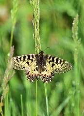 Osterluzeifalter (Zerynthia polyxena) in der Lobau, vertikal