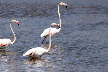 flamingo, bird, pink, water, nature, animal, swan, lake, wildlife, birds, white, zoo, swans, beak, feather, red, reflection, pond, love, neck, two, exotic, swimming, wild, beauty
