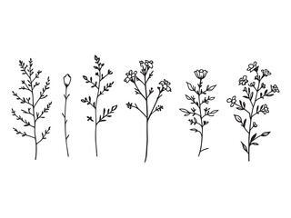 Simple and Clean Coreopsis Leaf Drawing for Illustration