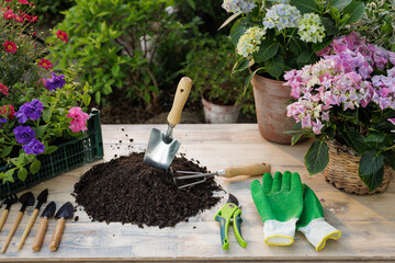 Gardening tools and soil on table surrounded by colorful flowers in garden.