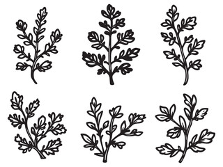 Simple and clean oregano leaf vector line drawing design