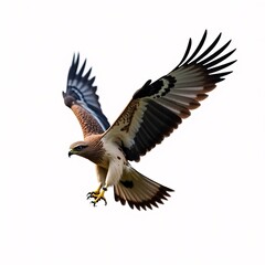 Obraz premium Majestic Brown Hawk in Flight A Stunning Wildlife Image