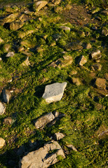 moss covered rocks