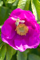 Bee pollinates vibrant pink flower in a sunny garden during springtime in a warm climate