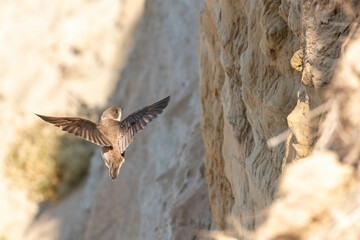 swallow in mid-flight near rocky cliff while searching for nesting site during golden hour in natural habitat