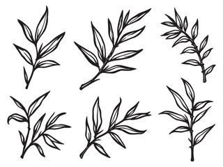 Naklejka premium Simple Bamboo Sketch in Botanical Line Art Style