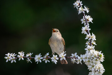 warbler bird singing on blossoming branch in spring garden