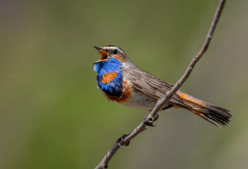 close-up bright bird male bluethroat sits on a branch of a bush and sings invitingly in a spring...