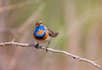 bright bird male bluethroat sits on a branch of a bush and sings invitingly in a spring meadow