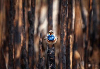 bright bird male bluethroat sits among branches of reed and sings invitingly