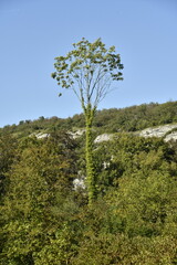 Collines boisées entrecoupées par des parois rocheuses à Yvoir (Dinant)