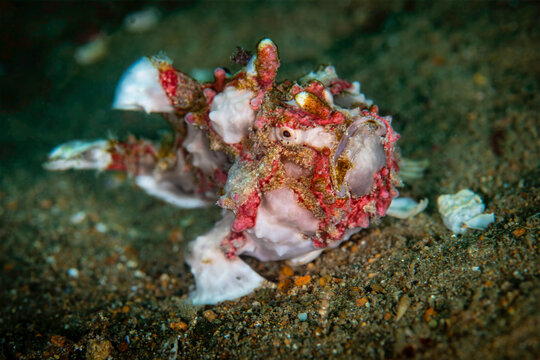 A frogfish, likely a painted frogfish (Antennarius pictus), rests on the ocean floor