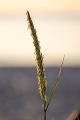 blade of grass with seeds closeup with blurred background at Sunset