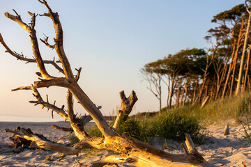 Golden sunset over Baltic Sea highlights driftwood and tranquil beach on Darß Peninsula in Germany
