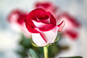 Single red and white rose on a background of blurred flowers, front view