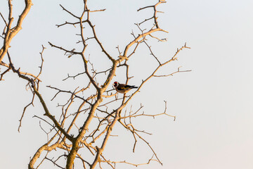 Sunset illuminates the tree branches with a bird perched in a tree