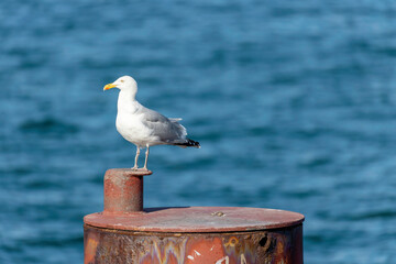 Seagull perched on a weathered iron post by the calm waters of the Baltic Sea at Darß Peninsula in Germany