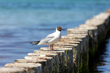 Experience the serenity of the Darß Peninsula with a seagull resting on seaside logs