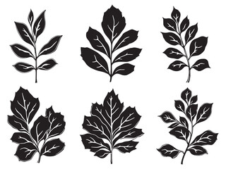 Simple Line Art Illustration of Jade Plant Leaf