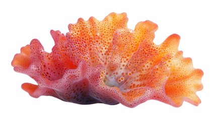 Abstract Orange Coral Reef Ocean Life Underwater Scene Nature Texture Background Image