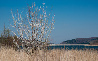 jabłoń na tle jeziora Mucharskiego 1 © Mariusz Sowula