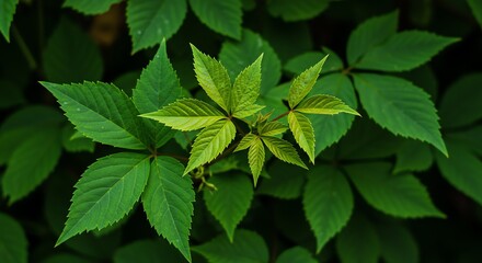 Leaf Closeup, Green Leaves, Nature Photography