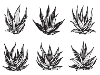 Simple Line Drawing of Aloe Vera for Digital Art