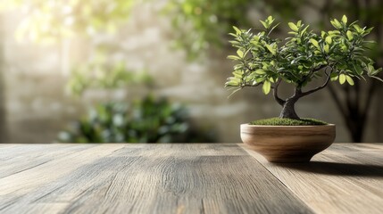 Fototapeta premium Small bonsai tree in clay pot on wooden table under sunlight