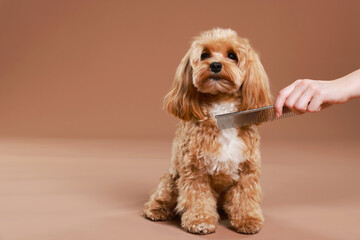 Pet grooming. Woman brushing cute dog with comb on brown background, closeup. Space for text