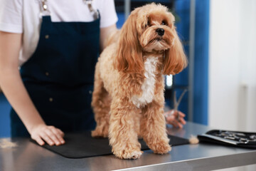 Woman cutting dog's hair with scissors indoors, closeup. Pet grooming