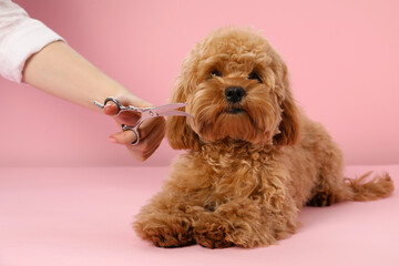 Groomer cutting cute dog's hair on pink background, closeup