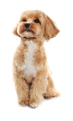 Cute Maltipoo dog on white background. Lovely pet