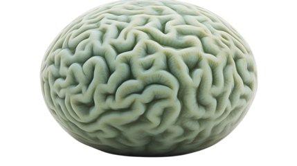 Detailed 3D Render of a Human Brain with Intricate Gyri and Sulci Ideal for Medical Education