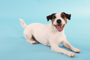 Cute Jack Russell Terrier dog lying on light blue background
