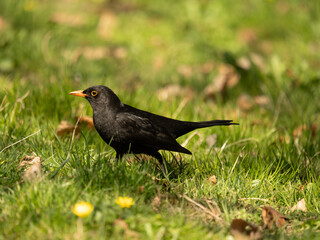 kos, Turdus merula