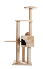 Cute cat on pet tree against white background
