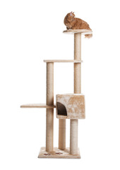 Cute cat on pet tree against white background