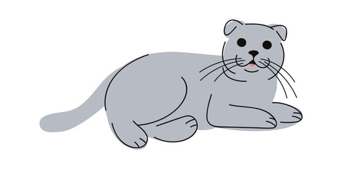 Scottish fold cat hand drawn