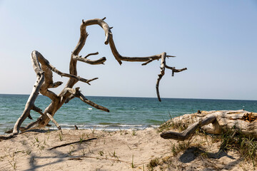 Stunning tree sculpture on the beach of Darß peninsula along the Baltic Sea in Germany on a sunny day