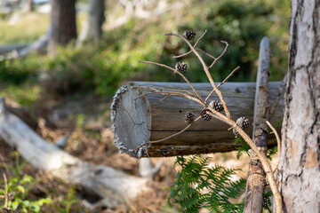 Exploring untouched nature on Darß peninsula with close-up of pinecones and natural elements during daylight