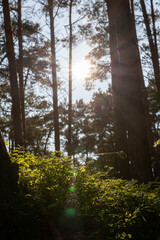 Sunlight filters through trees in untouched nature on the Darß peninsula, showcasing vibrant greenery and a serene atmosphere