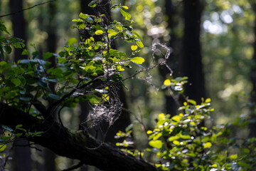 Discovering intricate spider webs in the lush forests of the Darß peninsula during a sunny afternoon