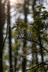 Exploring the untouched beauty of Darß peninsula with delicate webs glistening in the sunlight filtering through trees