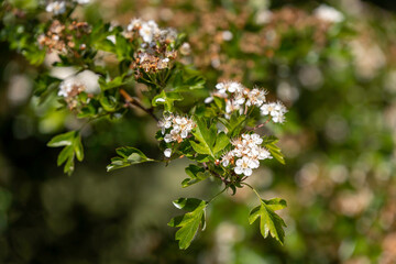 Beautiful blossoms on hawthorn branches during springtime in a vibrant green garden