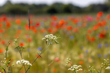 Vibrant wildflower field showcasing colorful blooms under bright sunlight in springtime