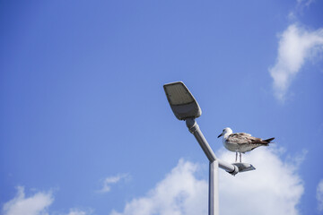 Seagull Perched on Modern LED Street Light Against a Bright Blue Sky