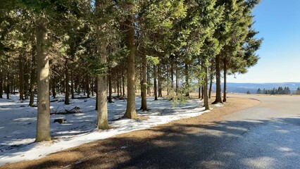 A beautiful Winter Forest Scene featuring a snowcovered ground thats picturesque and serene
