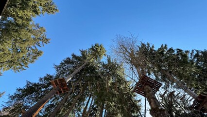 Fototapeta premium Majestic and Towering Pine Trees Gracefully Standing Under a Clear, Bright Blue Sky Above
