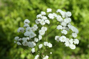 Beautiful white gypsophila flowers growing outdoors, closeup
